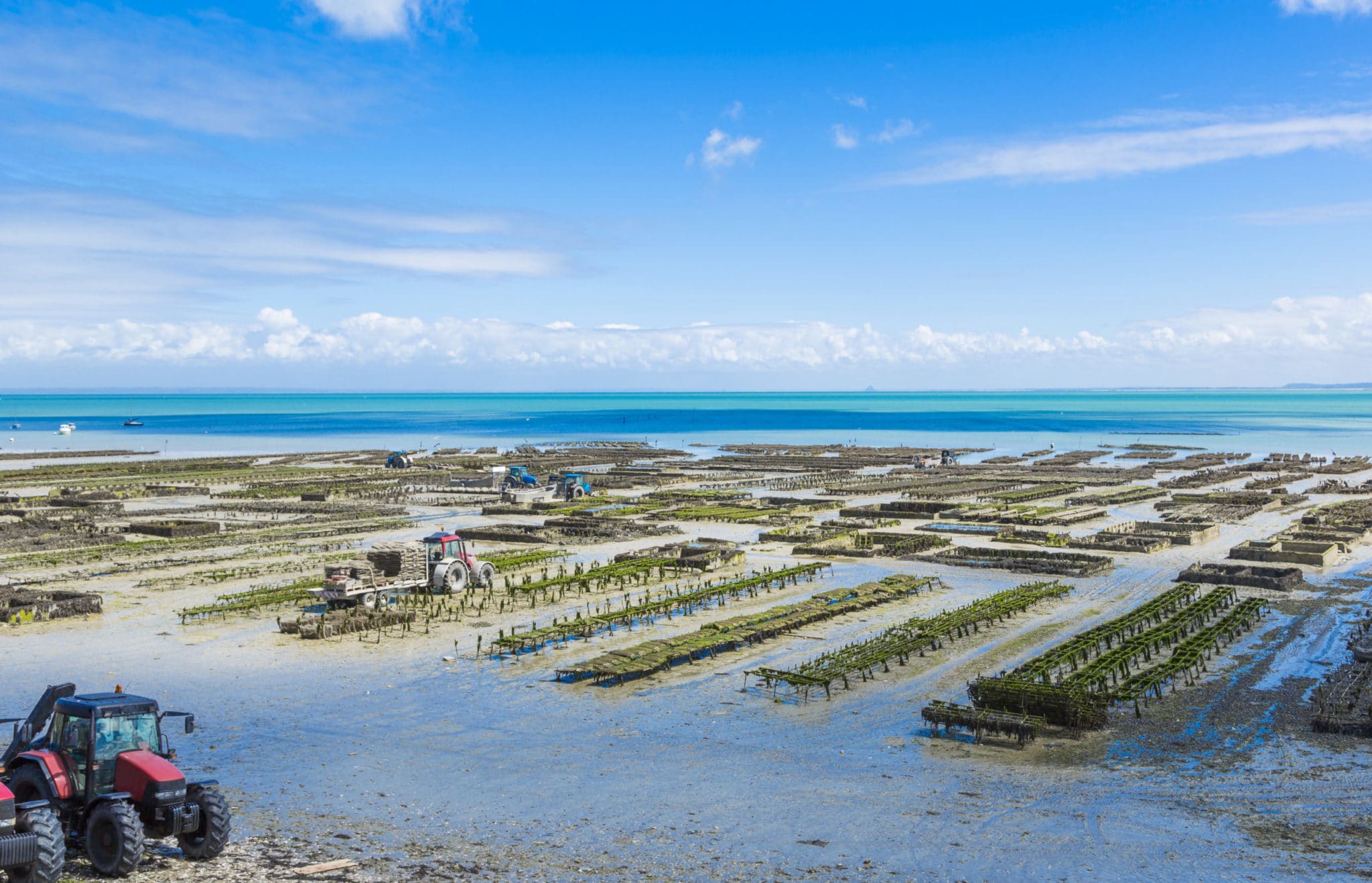 Growing,Oysters,At,Low,Tide,At,The,Port,Of,Cancale,
