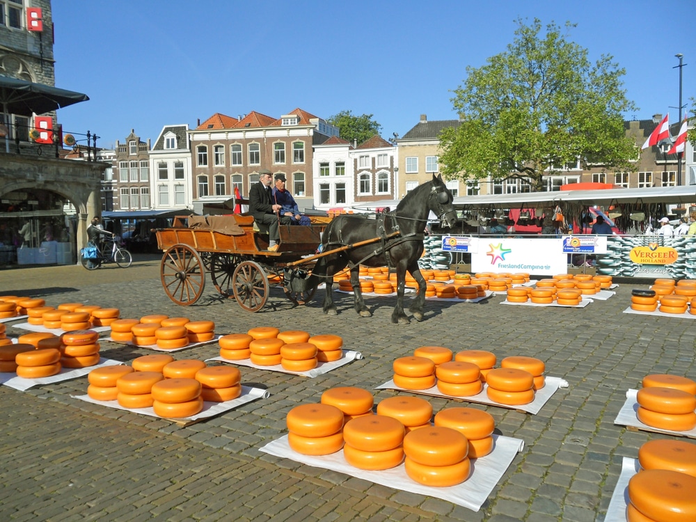 Wheels,Of,Gouda,Cheese,Delivered,By,Horse,Drawn,Cart,To