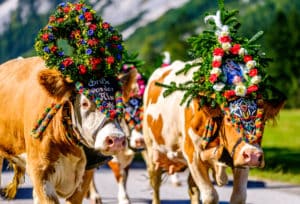Pertisau,,Austria,-,September,15:,Adorned,Cow,At,The,Annual